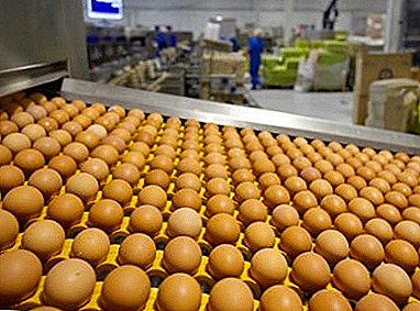 گھر میں بتھ انڈے کے انوبشن کے قوانین اور خصوصیات