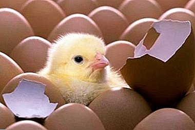 Правила за селекција и верификација: како да се чуваат јајцата за инкубација со цел да се одгледуваат здрави пилешки потомци?