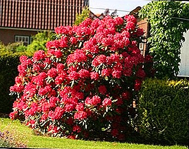 Et rhododendron praecepta et consevi ea cura azalea in area horto ad terram