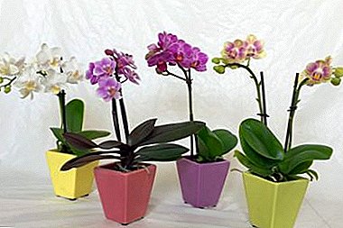 Règ pou swen nan Phalaenopsis mini Orchid nan kay la ak diferans lan nan kontni an nan tinen ak espès òdinè