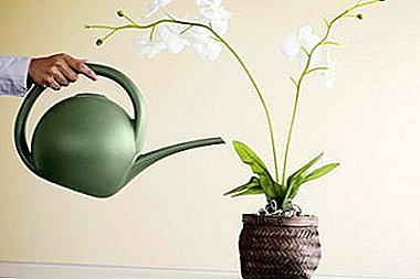 Pravilno zalivanje orhideje tokom cvetanja je garancija lepote i zdravlja elegantne biljke.