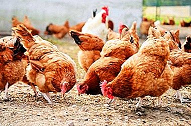 Правилно одгледување на кокошки во земјата