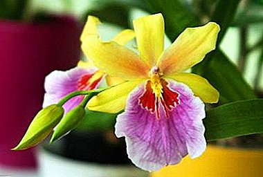Beautiful "Бабочка" Orchid Miltonia - сортту сүрөтү жана сыпаттамасы, өсүп жөнүндө жасала