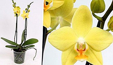 Fermosa phalaenopsis de orquídeas amarelas - especialmente o coidado e as fotos da planta