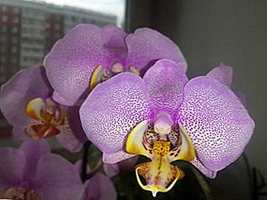 Fermosa flor exótica - Manhattan orchid: historia de aspecto, cultivo e descrición cunha foto