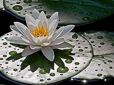Bèl dlo perennial - Dlo Lily (Aqua): plante ak swen, flè foto