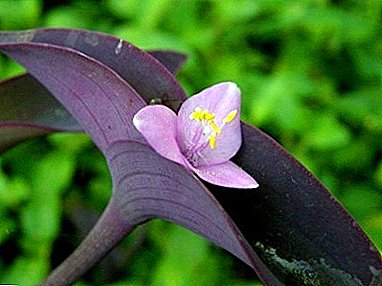 Pragtige onpretensieuse plant - Setkreaziya Violet (pers): sorg by die huis
