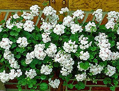 Adorable ampelous ileum geranium - აღწერა და ფოტო ჯიშები, რჩევები იზრდება სახლში და გარეთ