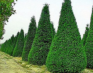Bimë të shkëlqyeshme me gjelbërim të përjetshëm me selvi - halore me një kurorë piramidale