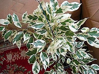 Odlična biljka za dom i ured - ficus benjamin "Piedolistny"  t