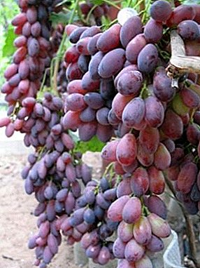 Presentable, biasa lan bountiful harvest - Asya grapes