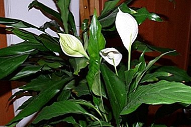 Себептери эмне Spathiphyllum гүлдөр жашыл болуп саналат. Мунун алдын алуу үчүн эмне керек?
