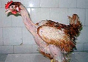 Причини за алопеција кај птици или зошто кокошки се балансираат?