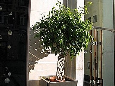 Шинэ тод навч бүхий сонирхолтой одой мод - "Benjamira Natasha"