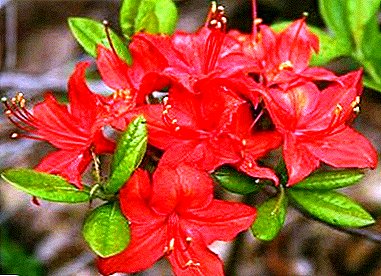 په کوریوپاتیا کې د azalea / rhododendron پلي کول