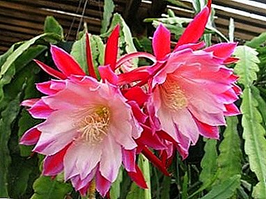 Isicelo se-Epiphyllum Cactus