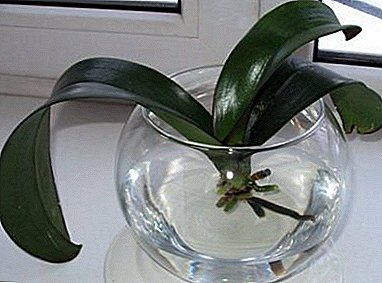 Ние ги користиме агротехничките техники дома: растење на орхидеи во вода користејќи хидропонски метод
