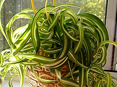 Aire naturalaren araztailea etxean - Curly Chlorophytum (Curly, Bonny)