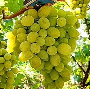 Laʻau matagofie i vine fafo Bulgaria