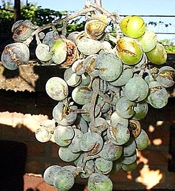 Tanda anggur oidium, métode pangobatan panyakit sareng poto