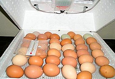 პროცესი incubating ქათამი კვერცხი სახლში