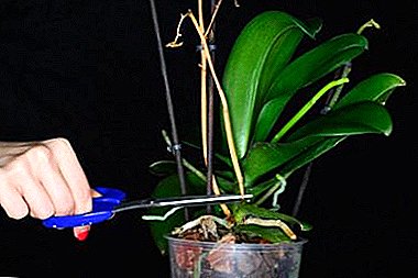 Kordhin quruxda - sida loo xoqo orchid ka dib ubax?