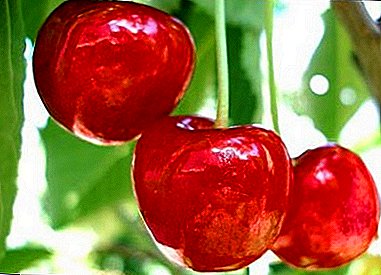 Makabuluhang produktibo na may permiso sa hilagang paninirahan - Ural Ruby cherry
