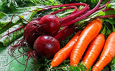 قوانین ساده: هنگامی که شروع به برداشت هویج و چغندر و نحوه ذخیره آنها در زمستان در انبار؟