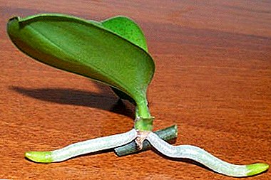 Orchid sareng gancang balikeun: kumaha melak kembang orok?
