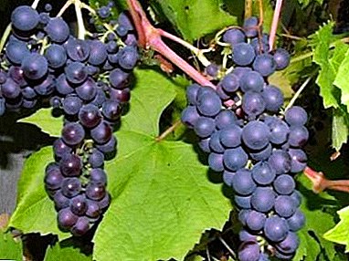 Eenvoudig, betroubaar, pretensieloos - Denisovsky druiwe