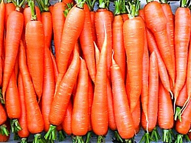 មធ្យោបាយដែលត្រូវបានគេធ្វើពិសោធដើម្បីរក្សាទុក carrots សម្រាប់រដូវរងានៅក្នុងដី