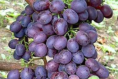 Variedade de uva comprobada e eficaz "Nikopol Beauty"