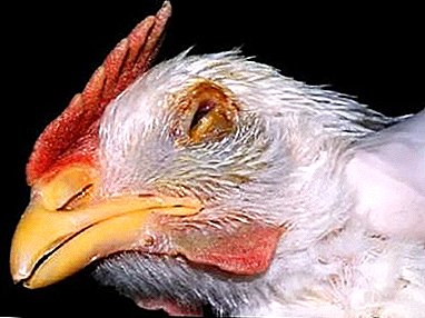 Pseudochuma ose Newcastle sëmundje në pulat, pëllumba, gjelat dhe zogjtë e tjerë