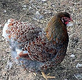 As aves se adaptan a calquera condición: a raza Wiendot de galiñas