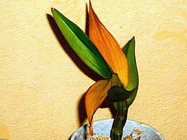 Limang mga dahilan kung bakit ang orkidyas dahon ay dilaw, o Paano i-save ang Dendrobium?