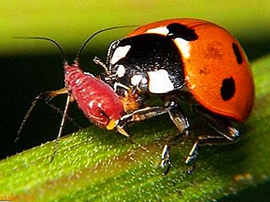 Gleðin á garðyrkjumaðurinn: Ladybug borðar aphids