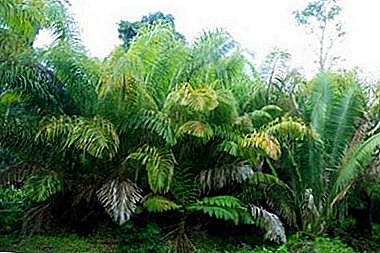 Raffia o Madagascar palm - ang palm tree na may pinakamahabang dahon sa mundo