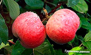 Variedade precoz, xardineiros favoritos - Pearsha mazá cedo