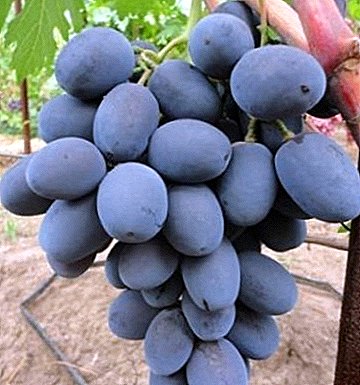 Еден заеднички висококвалитетен хибрид - грозје од бифе