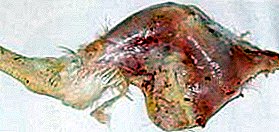 ကူးစက်ရောဂါများပြန့်ပွား - streptococcosis သောငှက်များ: ဘယ်လိုတငျပွနှင့်မည်သို့ဆက်ဆံဖို့?