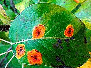Unha enfermidade foliar común é o roxo de pera. Síntomas, tratamento, métodos de prevención