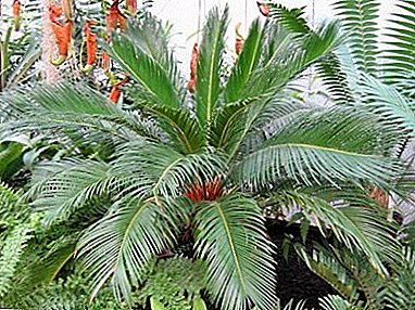Tutuwuhan Tsikas - hiji tangkal palm anu aheng dina "cangkang"! Aturan Kamanusaan sarta Studi Imah