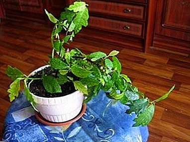 A planta eins og Liana - creeping ficus