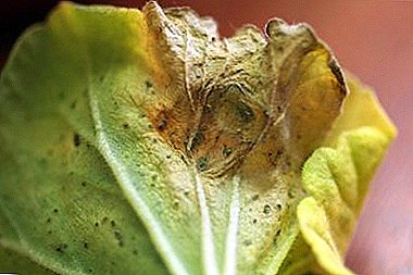 La planto bezonas helpon. Pelars kaj Pelargonium Diseases