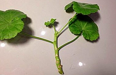 Reproduksi saka geraniums: cara kanggo tetanduran proses tanpa werna ing lemah utawa ngenteni mau katon ing banyu?