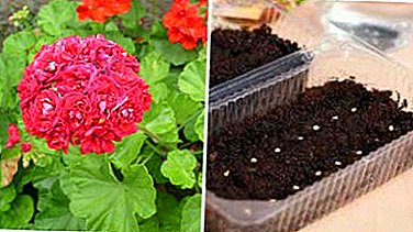 Reproduction of seeds of geranium. Çawa ku li ser malê çê bibe?