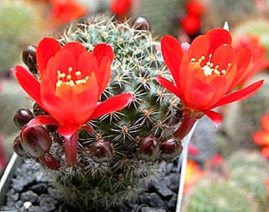 Fjölbreytni tegunda og sérkenni vaxandi "Ayloster" kaktus: heima umönnun og myndir