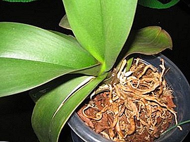 Manangana ravin-kazo orkide izahay: maninona ny plastika no mitranga ary inona no tokony hatao rehefa manao izany?