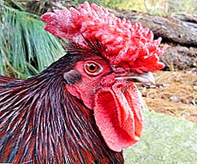 कोंबडीची दुर्मिळ इंग्रजी जाती - रेड-कॅप्ड