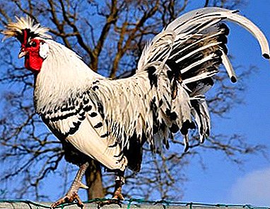 દુર્લભ ચિકન જાતિ સ્વિટ્ઝરલેન્ડથી છે - ઍપેનઝેલર